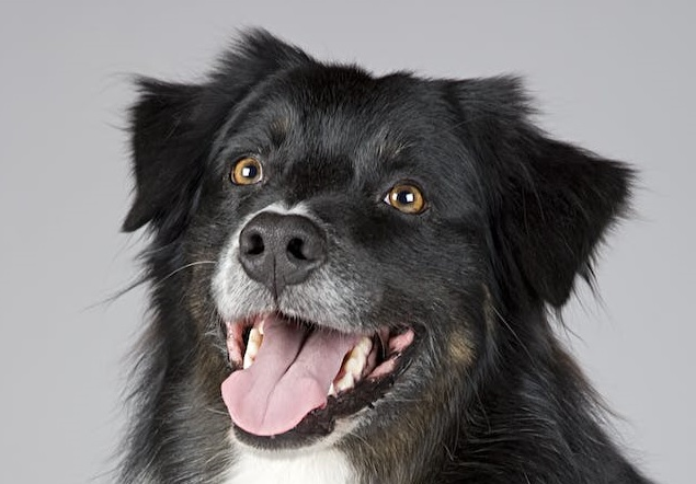 Ein Foto eines schwarz weißen Hunds.